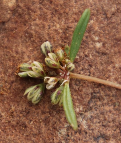 Image of Gisekia pharnaceoides by (c) Tony Rebelo, some rights reserved (CC BY-SA)