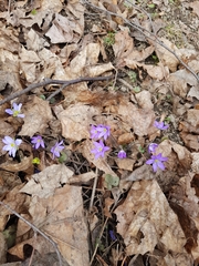 Hepatica nobilis
