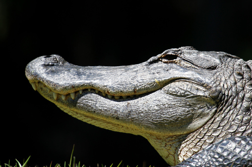 American Alligator photographed in North Carolina