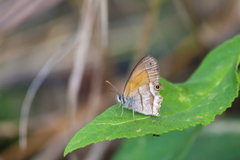 Pharneuptychia phares