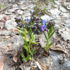 Pulmonaria angustifolia