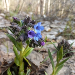Pulmonaria angustifolia