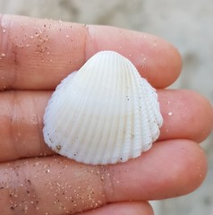 Anadara brasiliana