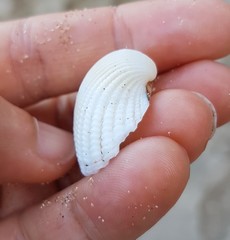 Anadara brasiliana