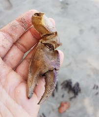 Cardisoma guanhumi