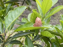 Abisara echerius