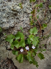 Cymbalaria muralis