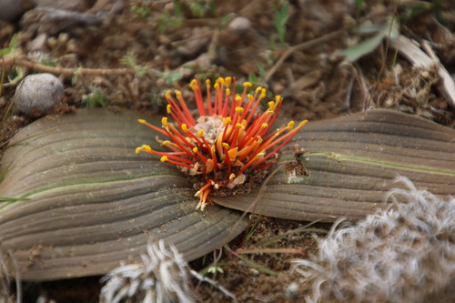 Image of Daubenya marginata by (c) Tony Rebelo, some rights reserved (CC BY-SA)