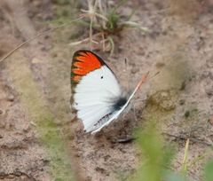Colotis antevippe gavisa