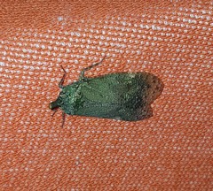 Fulgorinae