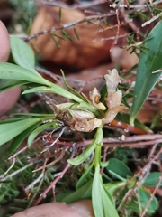 Daphne blagayana