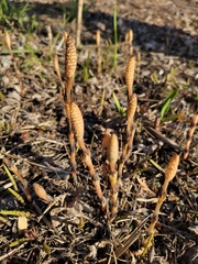 Equisetum arvense