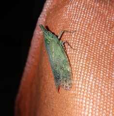 Fulgorinae