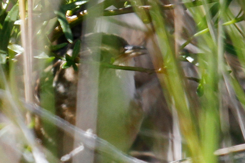 Sedge Wren (Cistothorus stellaris), photo 10
