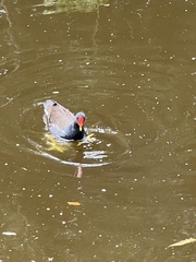 Gallinula chloropus