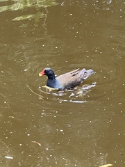 Gallinula chloropus