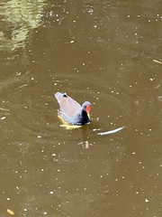 Gallinula chloropus