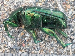 Protaetia orientalis