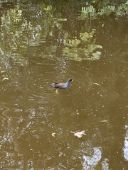 Gallinula chloropus