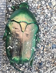 Protaetia orientalis