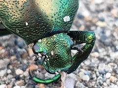 Protaetia orientalis
