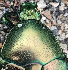 Protaetia orientalis