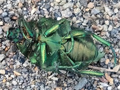 Protaetia orientalis