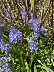 Hyacinthoides italica