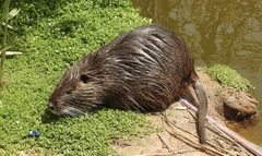 Myocastor coypus