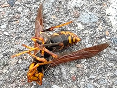 Polistes