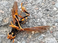 Polistes