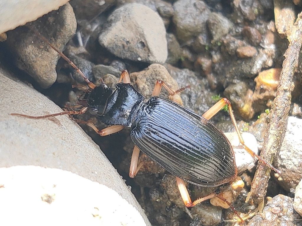 Nebria macrogona