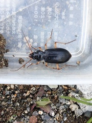 Nebria macrogona