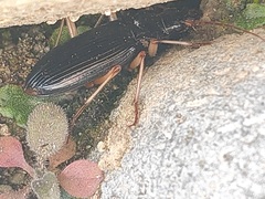 Nebria macrogona