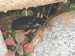 Nebria macrogona