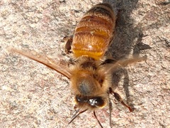 Apis mellifera