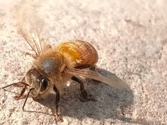 Apis mellifera