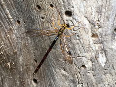 Megarhyssa atrata