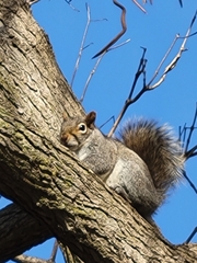 Sciurus carolinensis