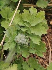 Chelidonium majus