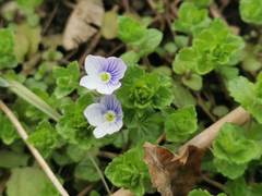 Veronica filiformis