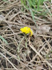 Tussilago farfara