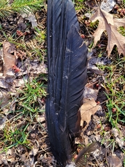 Corvus brachyrhynchos