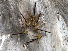 Megarhyssa atrata