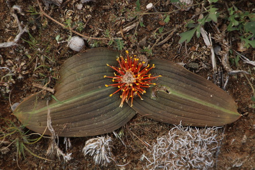 Image of Daubenya marginata by (c) Tony Rebelo, some rights reserved (CC BY-SA)