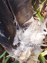 Corvus brachyrhynchos