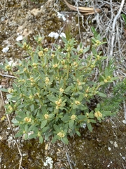 Helianthemum squamatum
