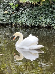 Cygnus olor