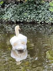Cygnus olor