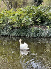 Cygnus olor